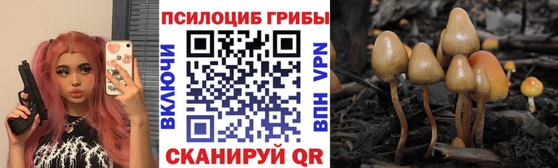 Купить где  Жиздра  Галлюциногенные грибы Psilocybe 